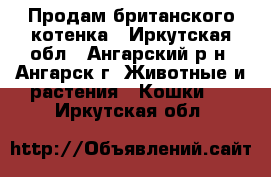 Продам британского котенка - Иркутская обл., Ангарский р-н, Ангарск г. Животные и растения » Кошки   . Иркутская обл.